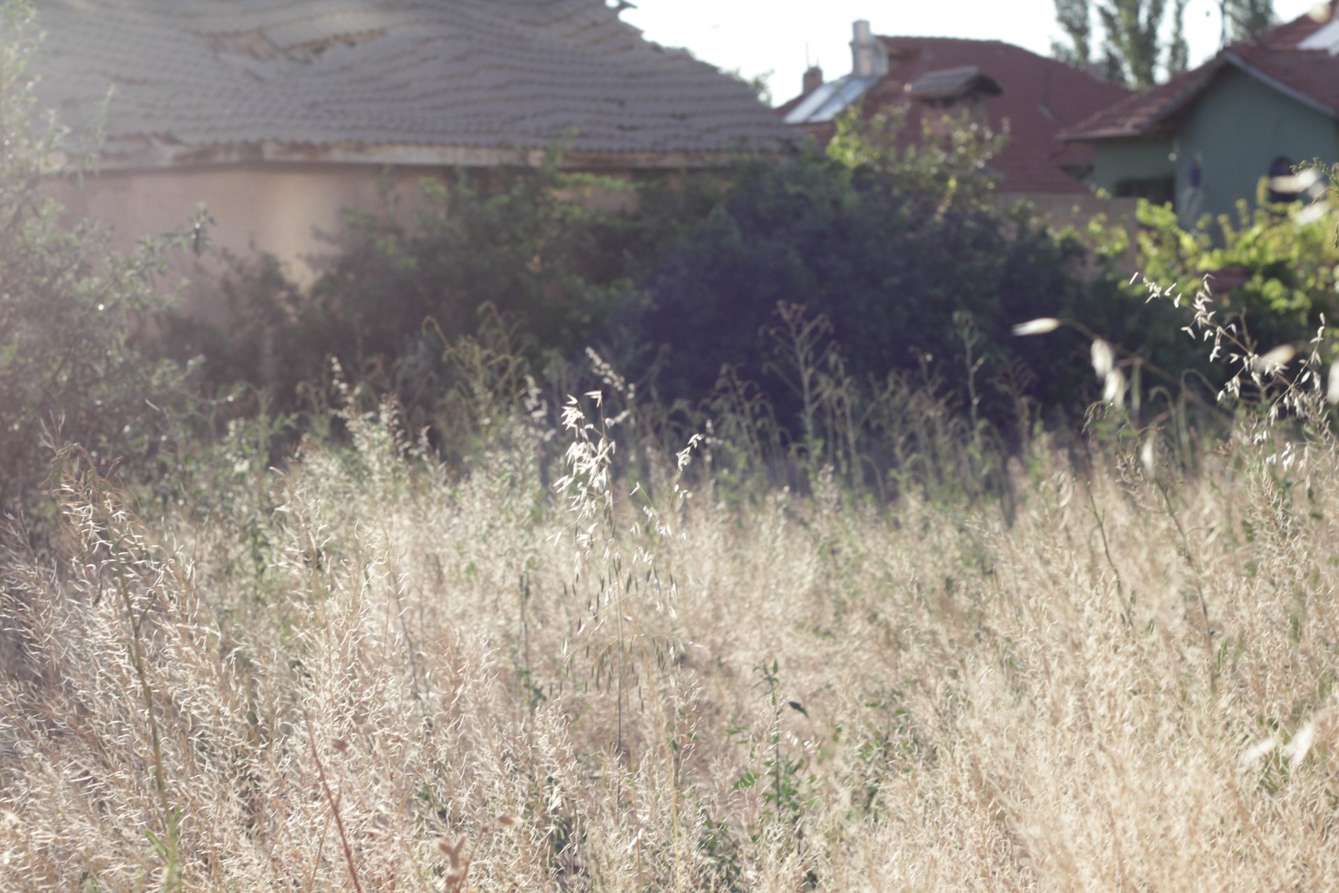 Sloped backyard overgrown with tall wild grass