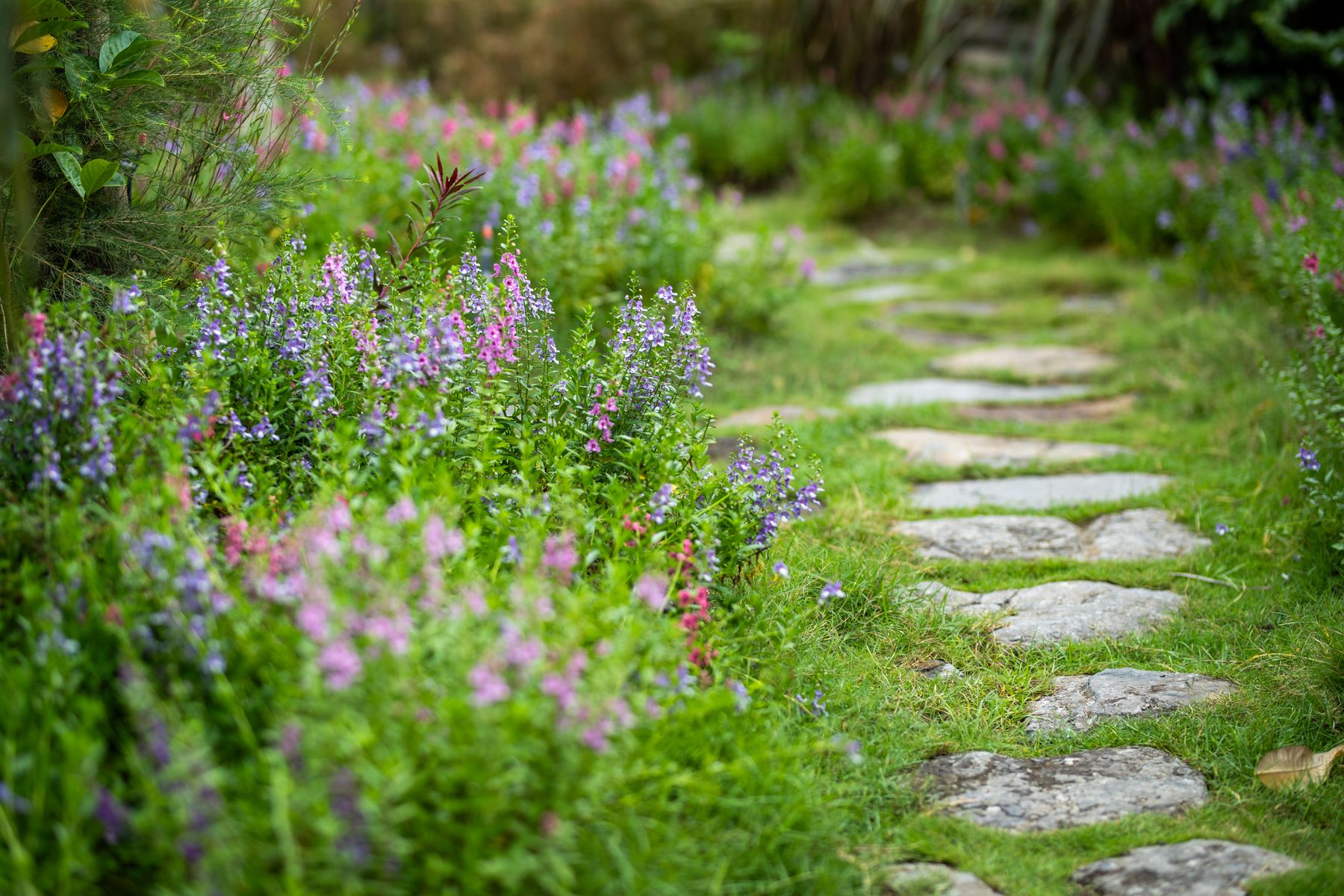 Stone path winding through blooming wildflowers